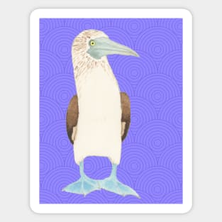 Blue Footed Booby Against Purple Background Sticker